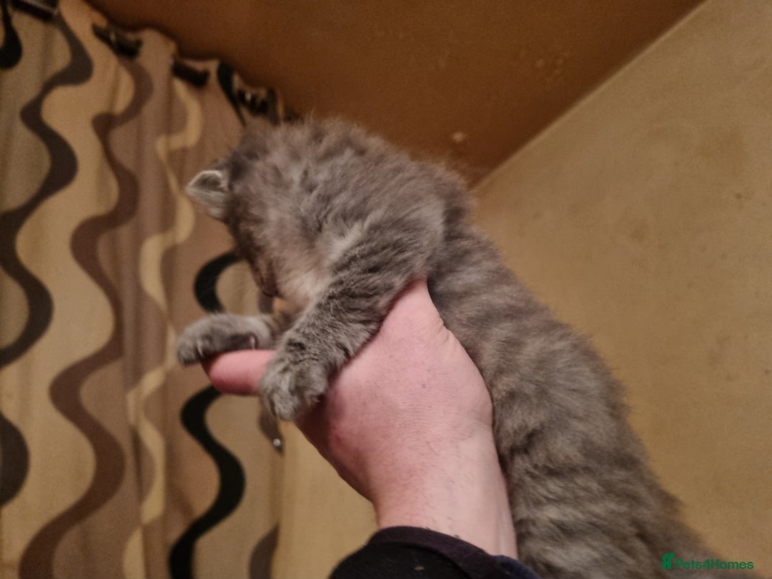 Mixed Breed cats for sale: Ghost tabby cats - Advert 9