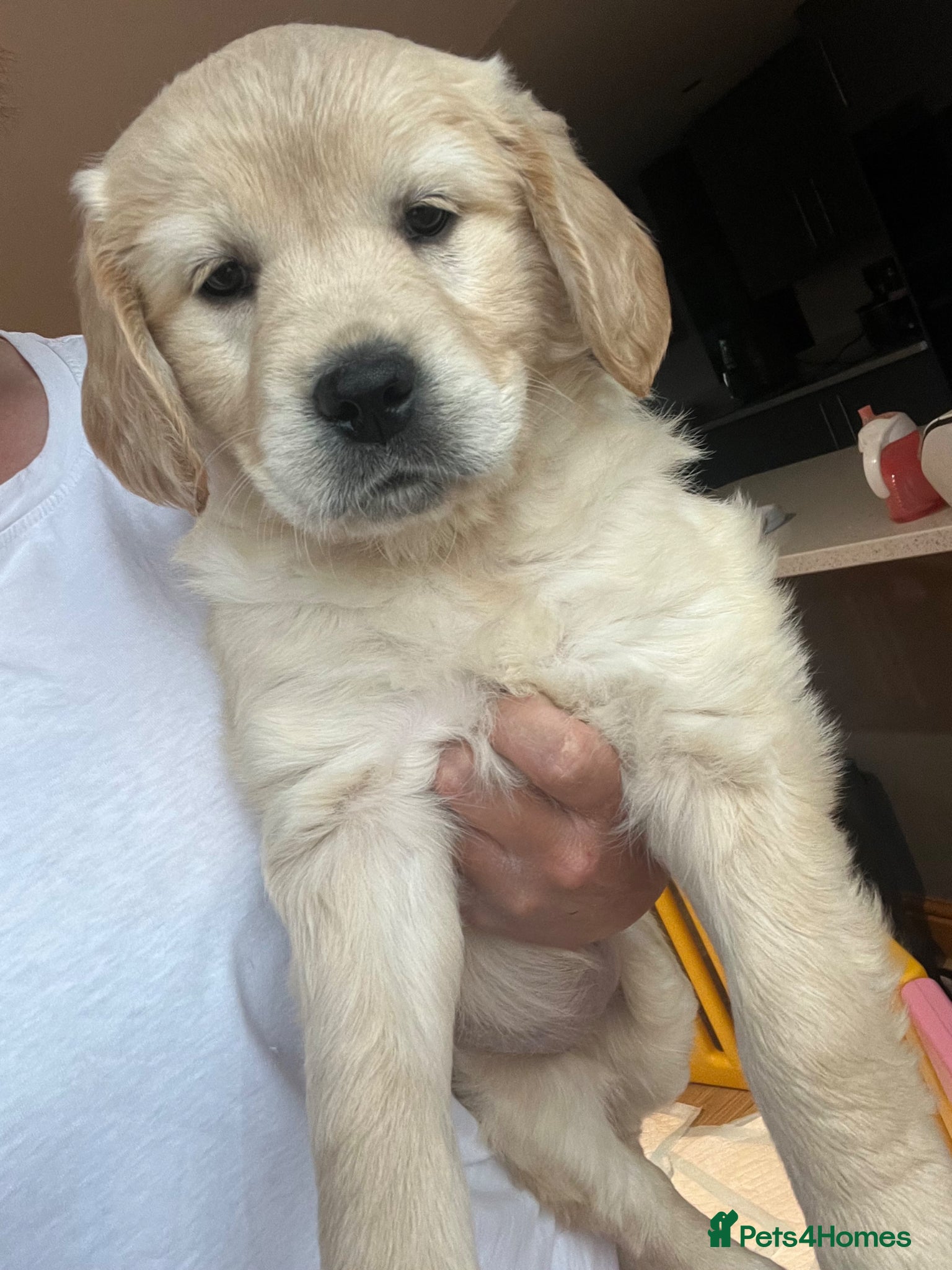Golden Retriever dogs READY NOW! QUALITY KC REG CHUNKY GOLDEN RETRIEVERS - Advert 17