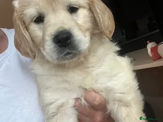 Golden Retriever dogs READY NOW! QUALITY KC REG CHUNKY GOLDEN RETRIEVERS - Advert 17