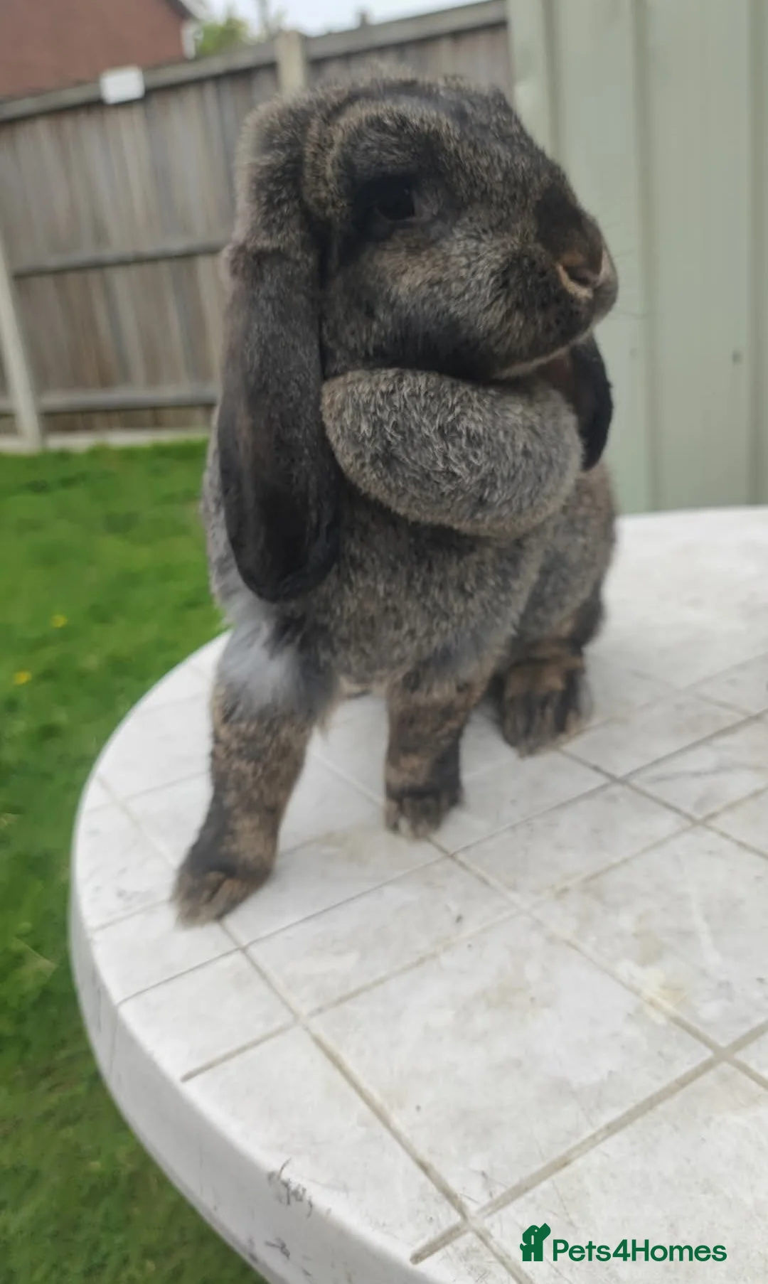 French Lop rabbits for sale: French lops - Advert 2