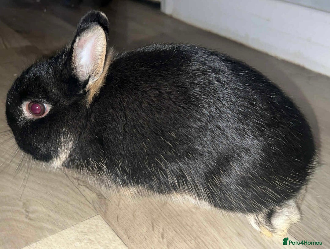 Netherland Dwarf rabbits for sale: Netherland dwarf bucks  - Advert 5