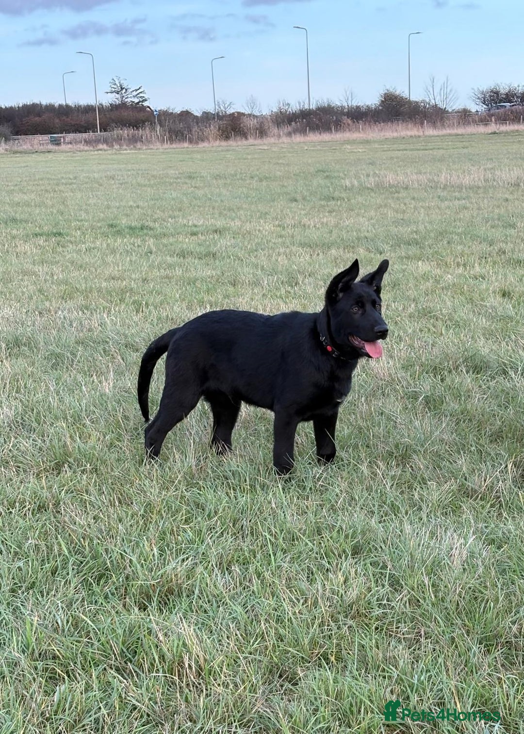 German Shepherd dogs for sale: KC Reg DDR GSD Puppy Rare Bloodline - Advert 3