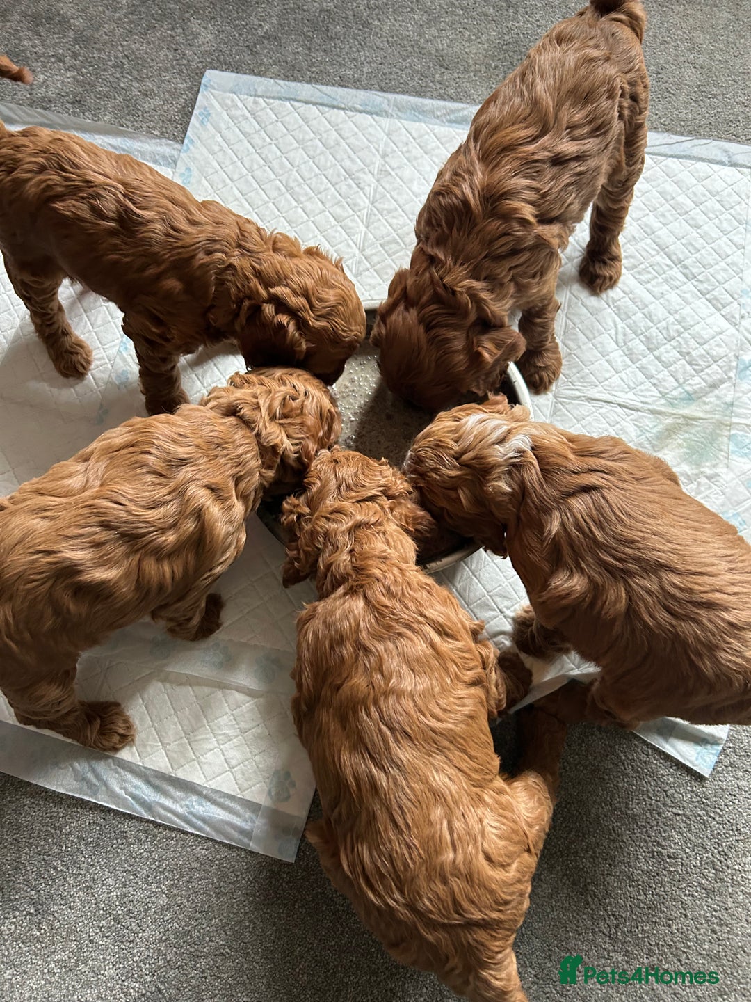 Cockapoo dogs for sale: F1b cockapoo puppies - Image 11