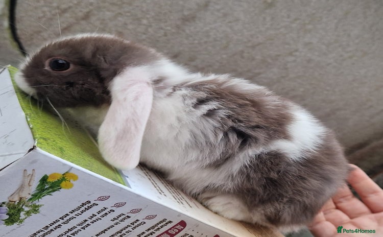 Mini Lop rabbits - Advert 5