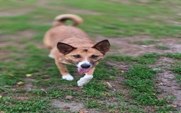 Mixed Breed dogs for adoption: 💖🐶 CLEO 🐶💖 - Image 10