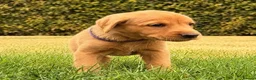 Labrador Retriever dogs for sale: Working Labrador Puppies – KC Registered in Shrewsbury - Advert 13