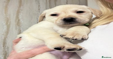 Labrador Retriever dogs - Advert 6