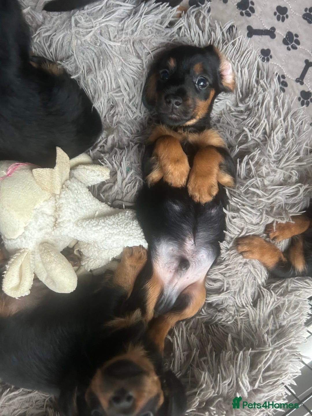 Mixed Breed dogs for sale: Miniature Dorkies - Image 15
