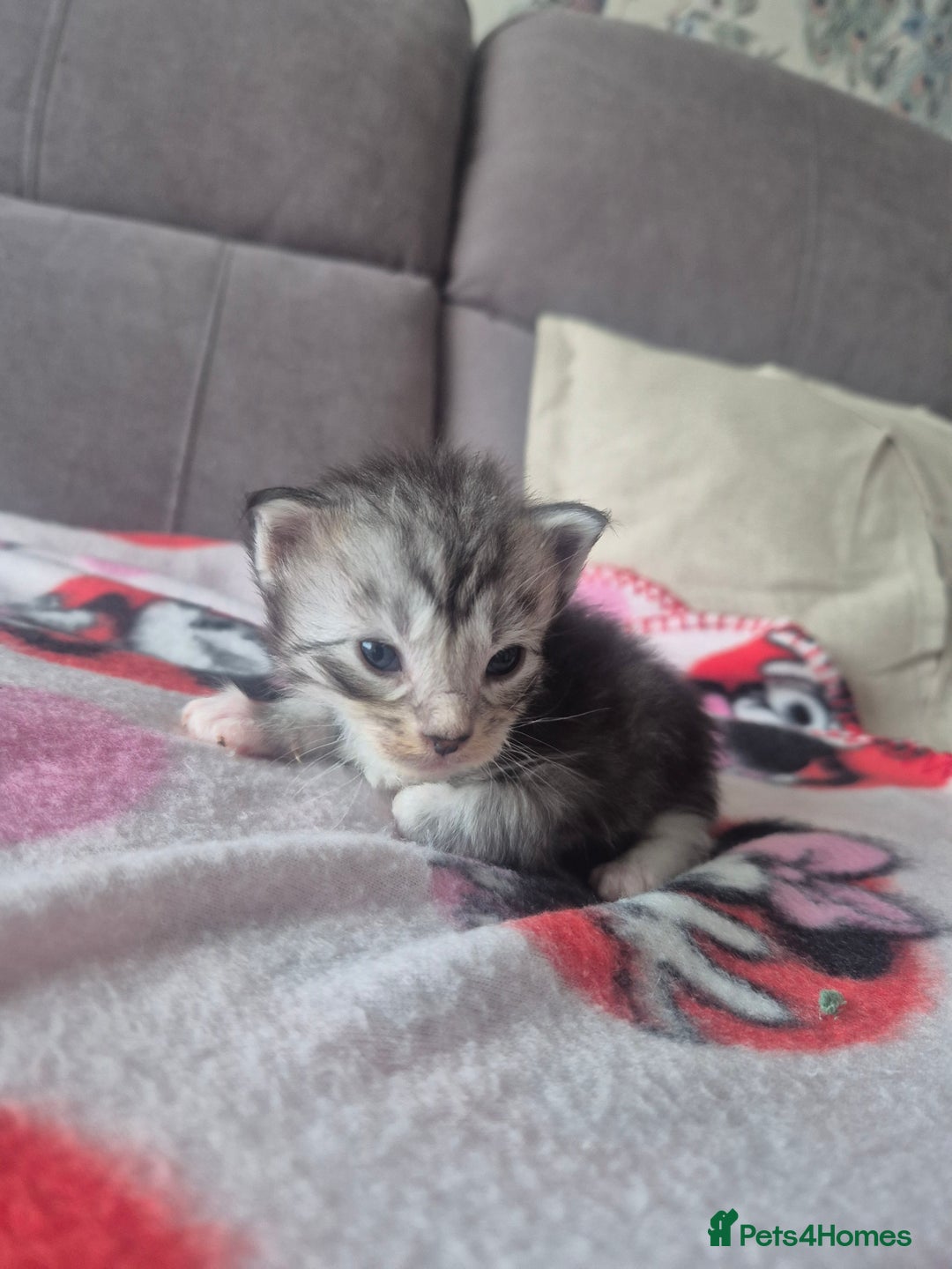 Maine Coon cats for sale: Gorgeous Maine Coons for sale - Image 5