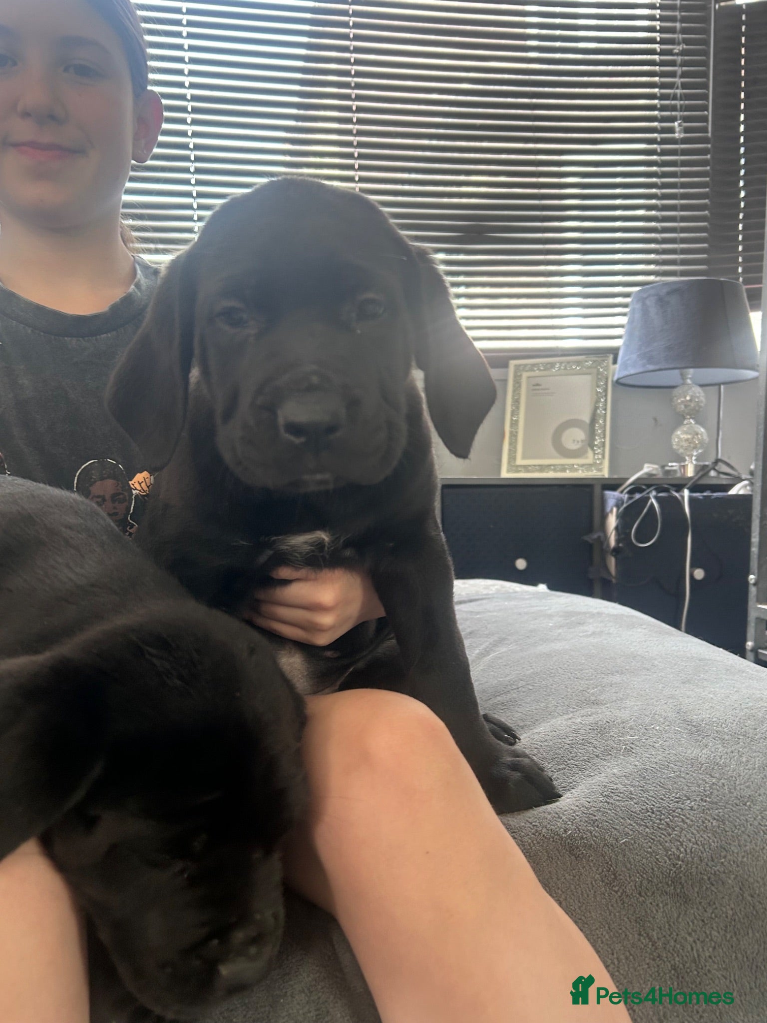 Mixed Breed dogs Old English mastiff 1 left! reduced ! Ready now  - Advert 5