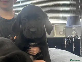 Mixed Breed dogs Old English mastiff 1 left! reduced ! Ready now - Advert 5