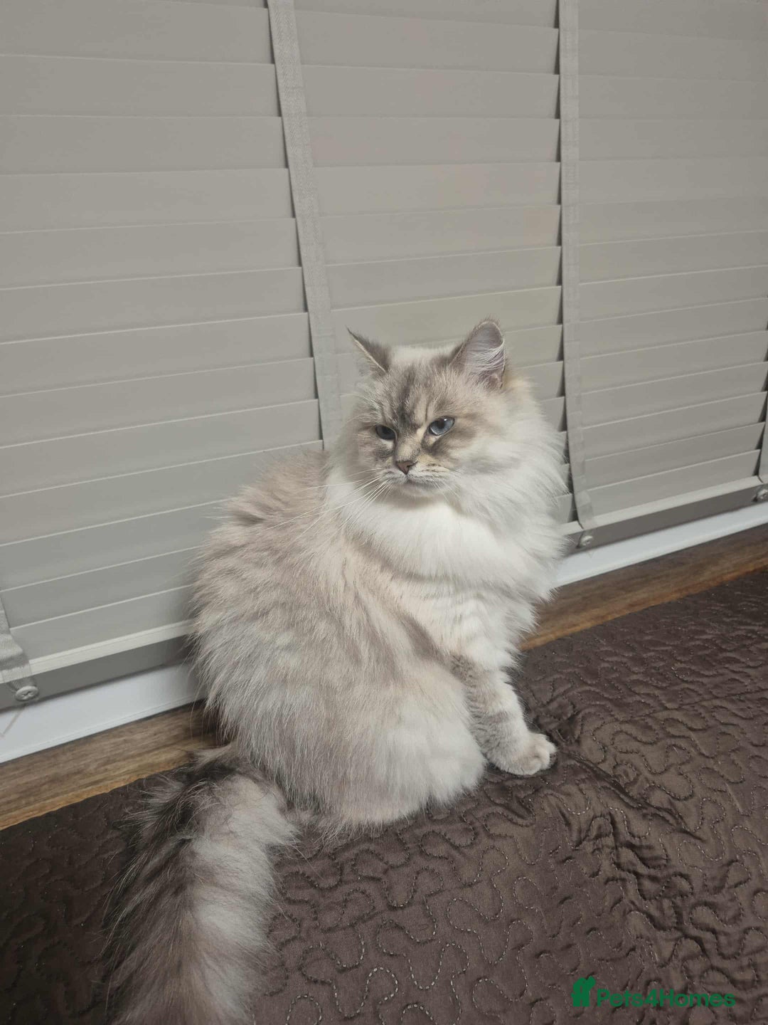 Siberian cats for sale: Pure Neva Masquerade female - Image 6