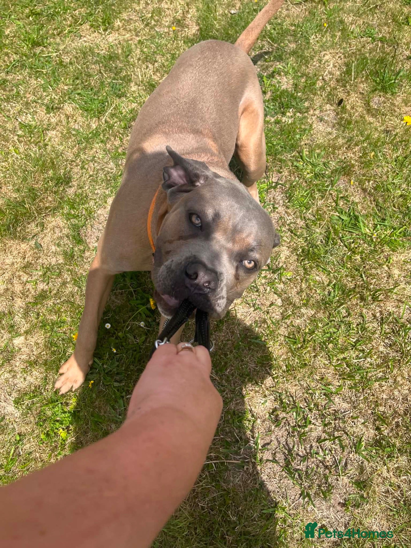 Cane Corso dogs for sale: 13month old formantino cane corso - Advert 16