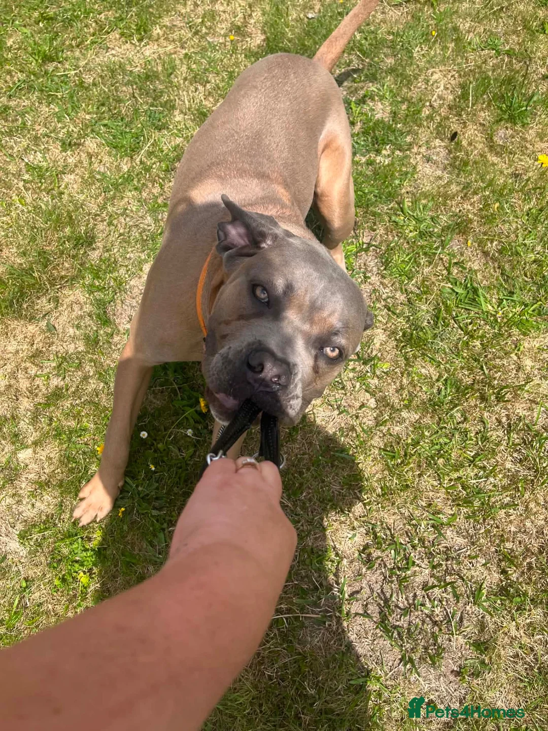 Cane Corso dogs for sale: 13month old formantino cane corso in Salisbury - Advert 1
