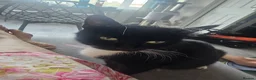 Mixed Breed cats for sale: 2 beautiful female kittens - Advert 2