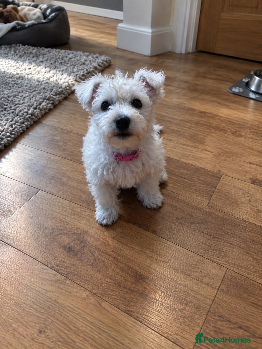 West Highland Terrier dogs 2 Girl West Highland Terriors Remaining!! - Advert 13