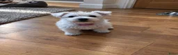 West Highland Terrier dogs for sale: 2 Girl West Highland Terriors Remaining!! - Advert 1