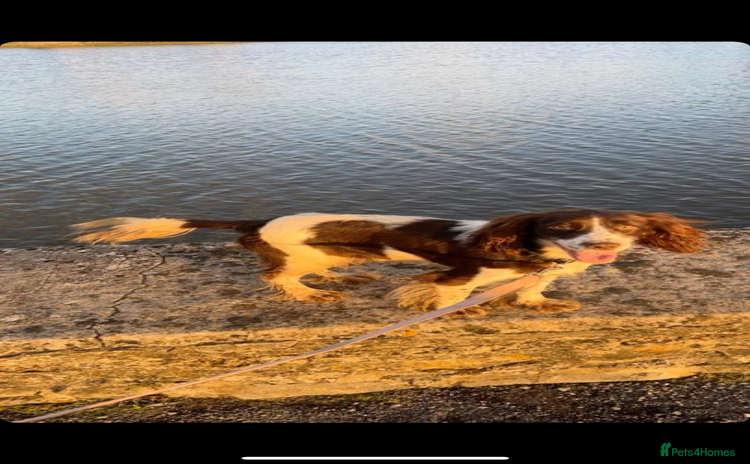 Cocker Spaniel dogs Cocker spaniel - Advert 1