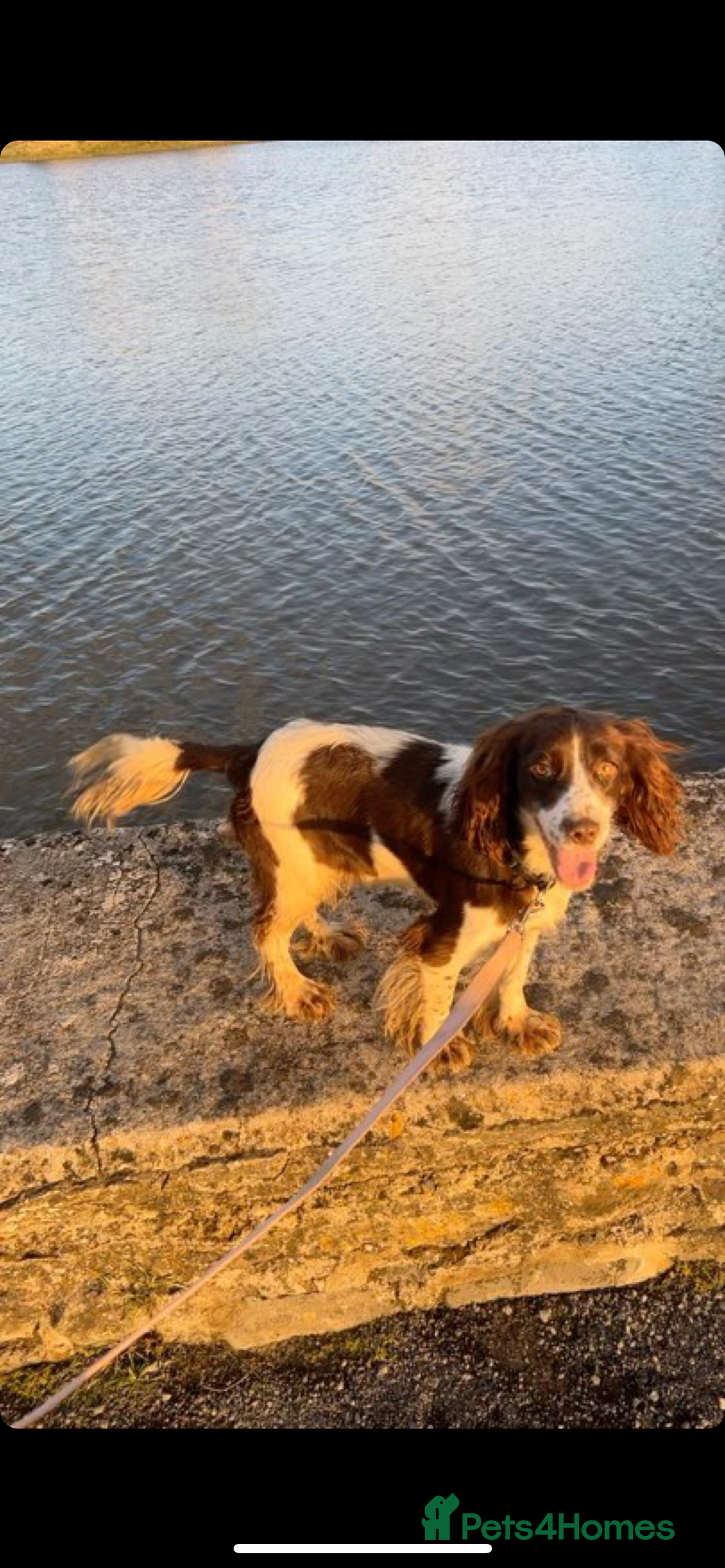 Cocker Spaniel dogs for sale: Cocker spaniel - Advert 1