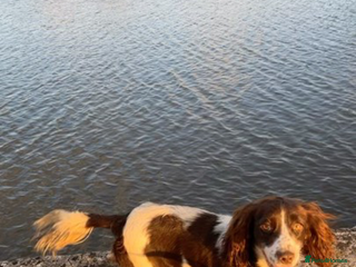 Cocker Spaniel dogs Cocker spaniel - Advert 1