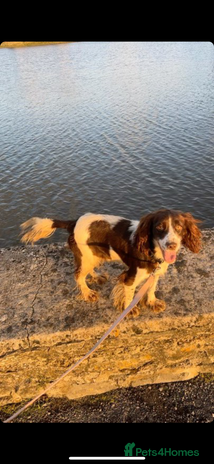 Cocker Spaniel dogs Cocker spaniel - Advert 1