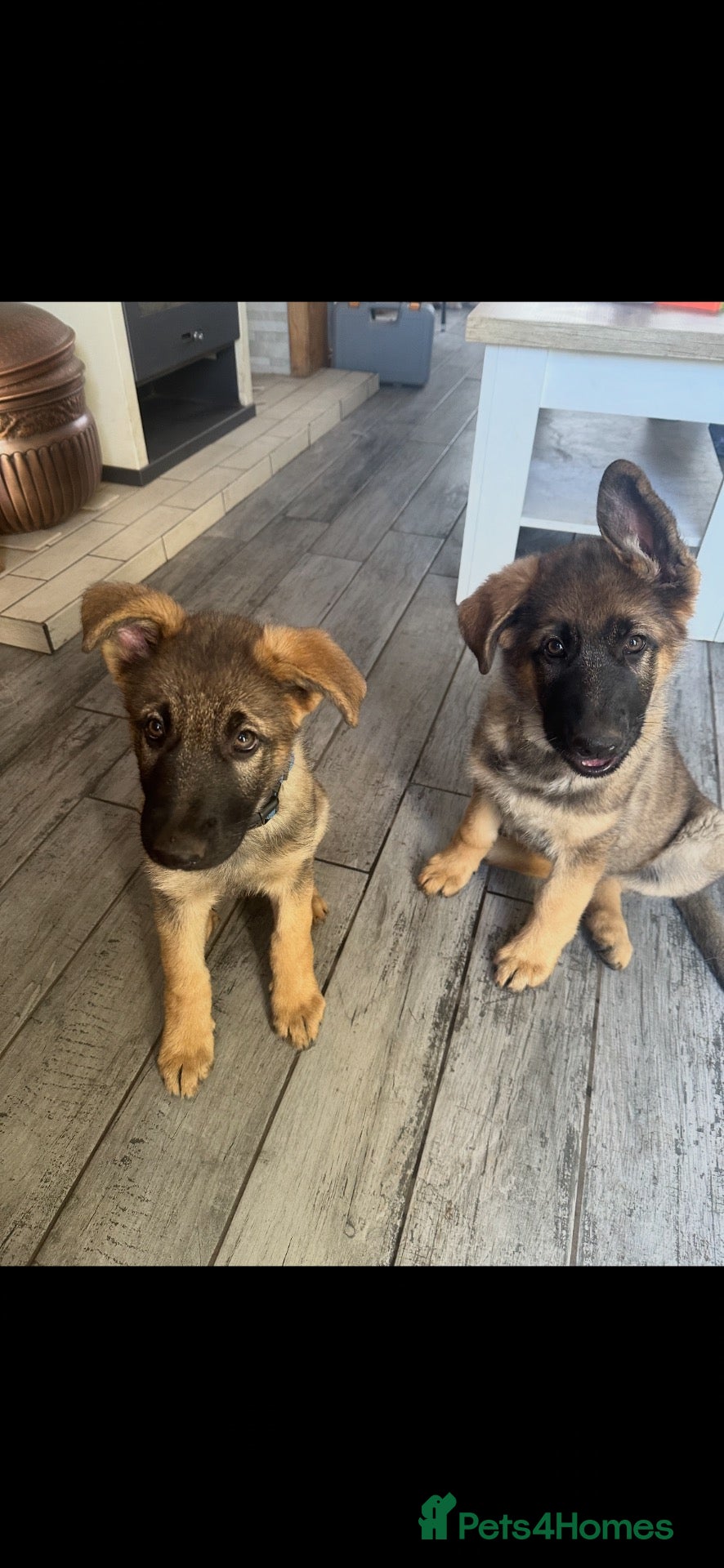 German Shepherd dogs 9 German shepherd puppies - Advert 2