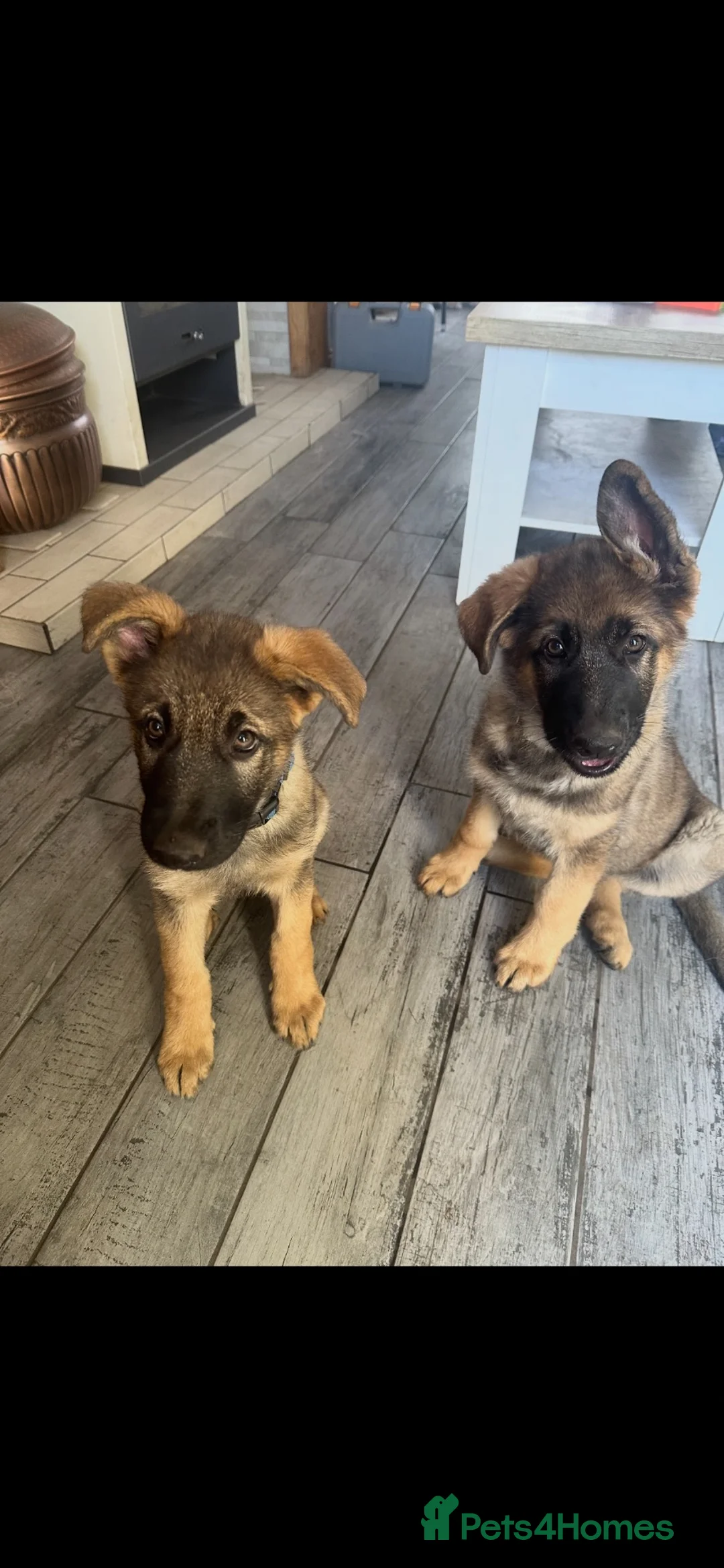 German Shepherd dogs for sale: 9 German shepherd puppies - Advert 2