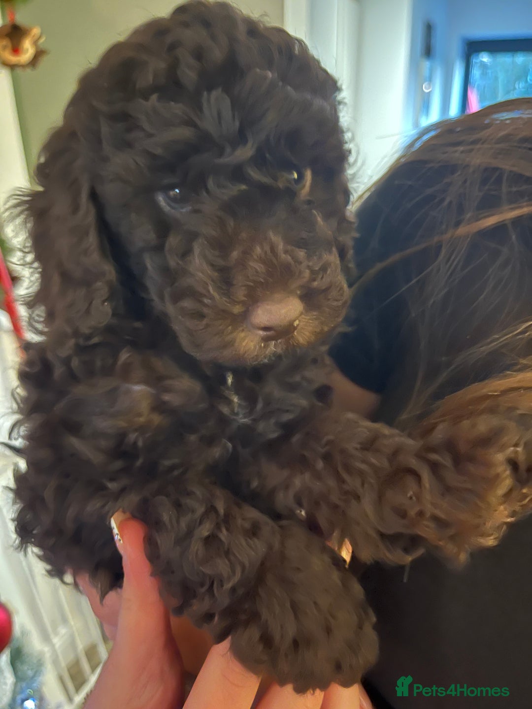 Cockapoo dogs for sale: Beautiful cockapoo puppies  - Advert 4