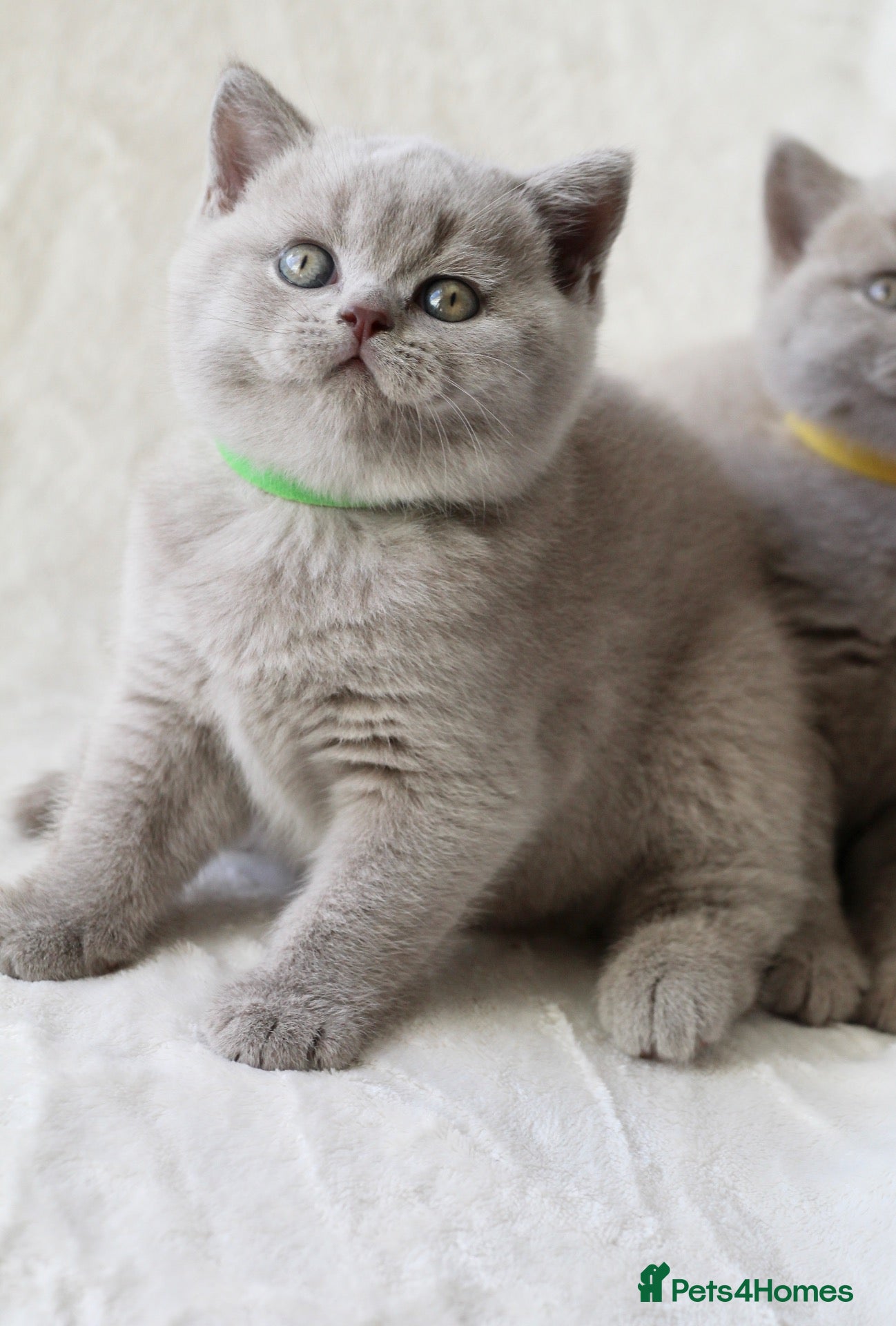 British Shorthair cats GCCF British Shorthair Kittens  - Advert 9