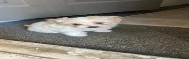 Maltese 1