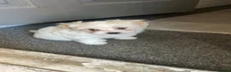 Maltese dogs for sale: lovely maltese puppy’s  - Advert 7