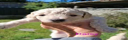Toy Poodle dogs for sale: Gorgeous Toy Poodle Pups - Advert 6