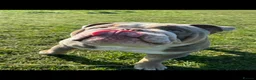 English Bulldog dogs for stud: Bull dog for stud  - Advert 6