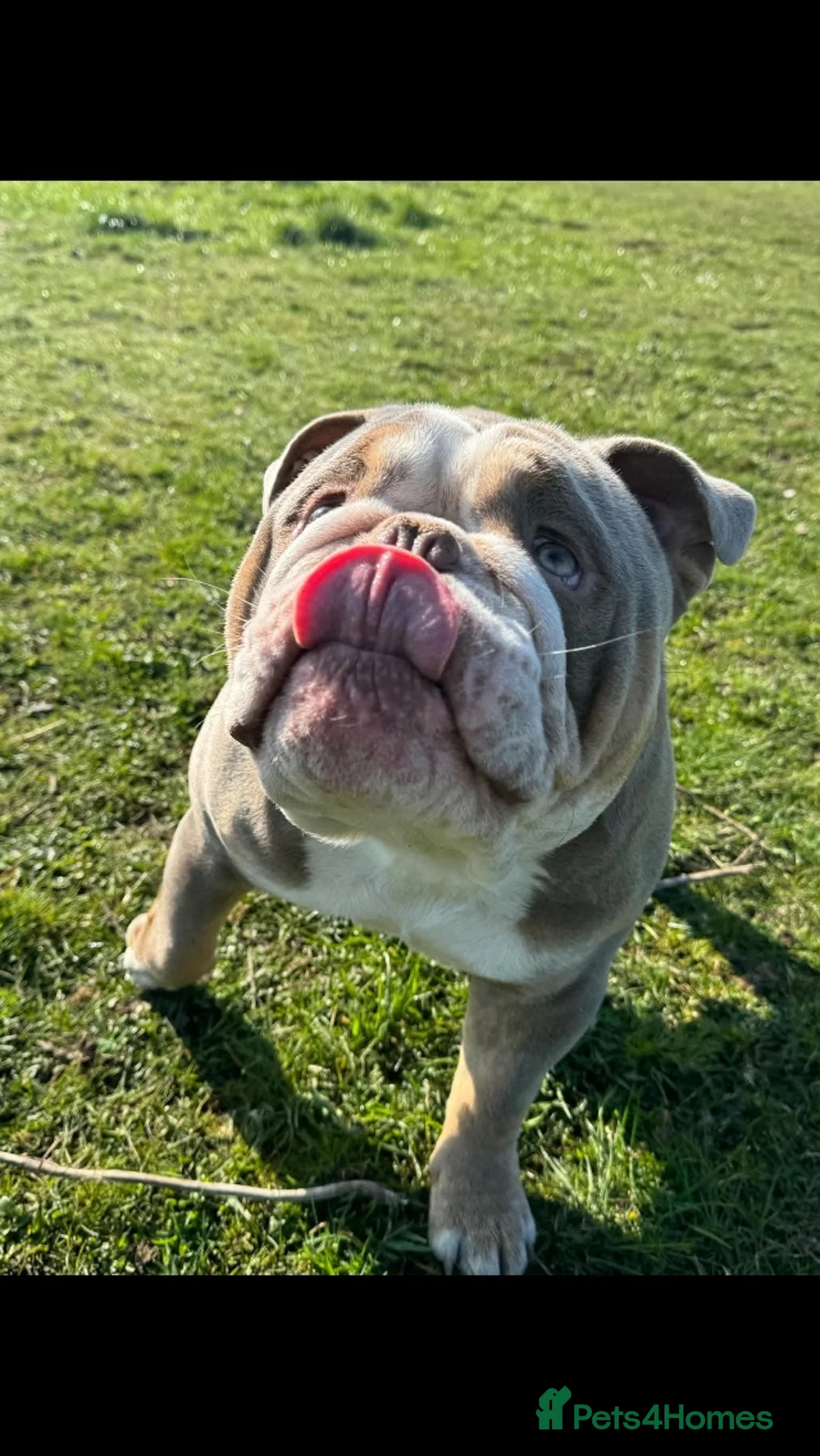 English Bulldog dogs for stud: Bull dog for stud  - Advert 6