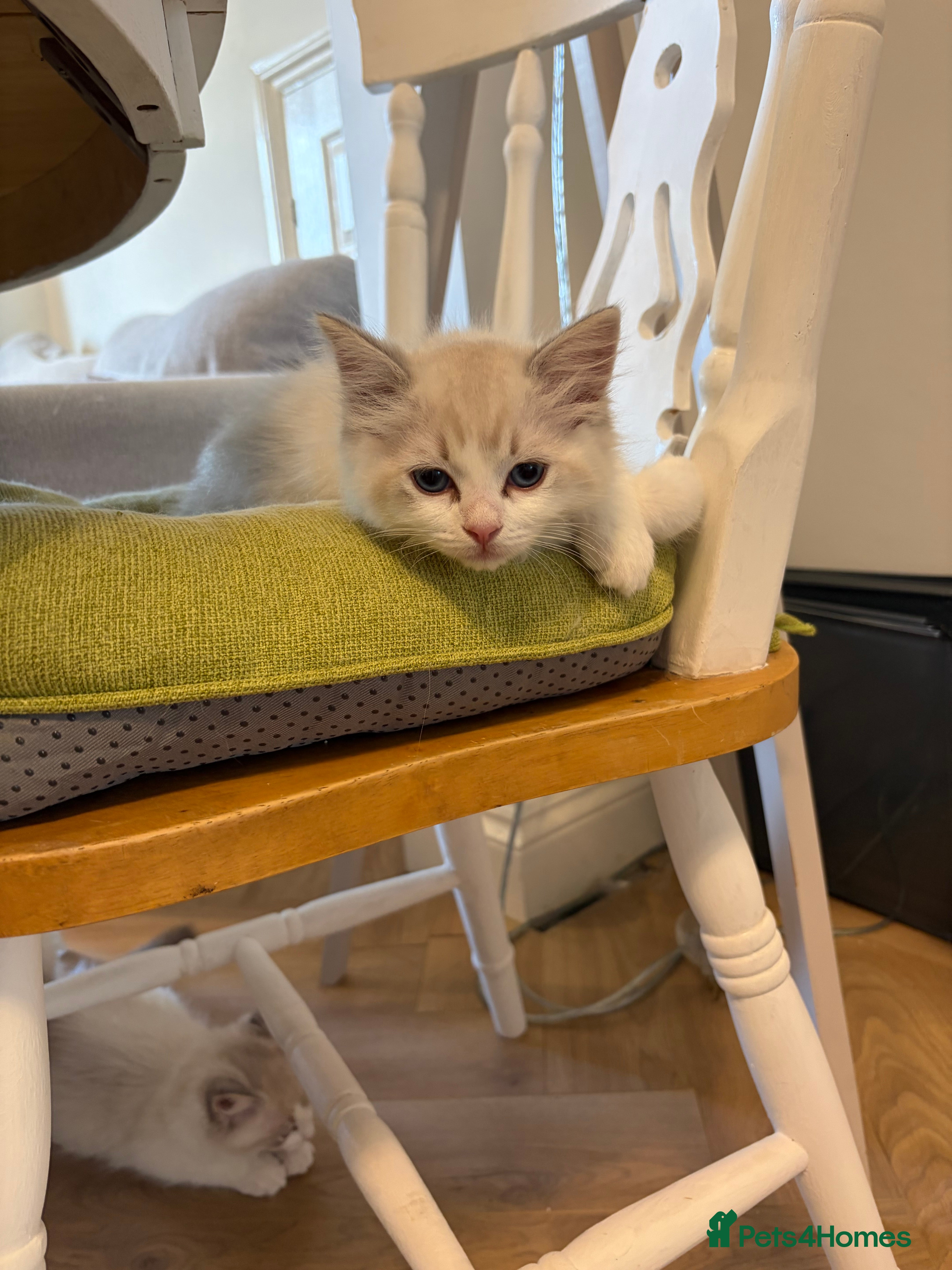 Ragdoll cats Beautiful pedigree Ragdoll kittens  - Advert 2