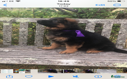German Shepherd dogs for sale: Beautiful chunky long haired black, tan & red pups - Image 11
