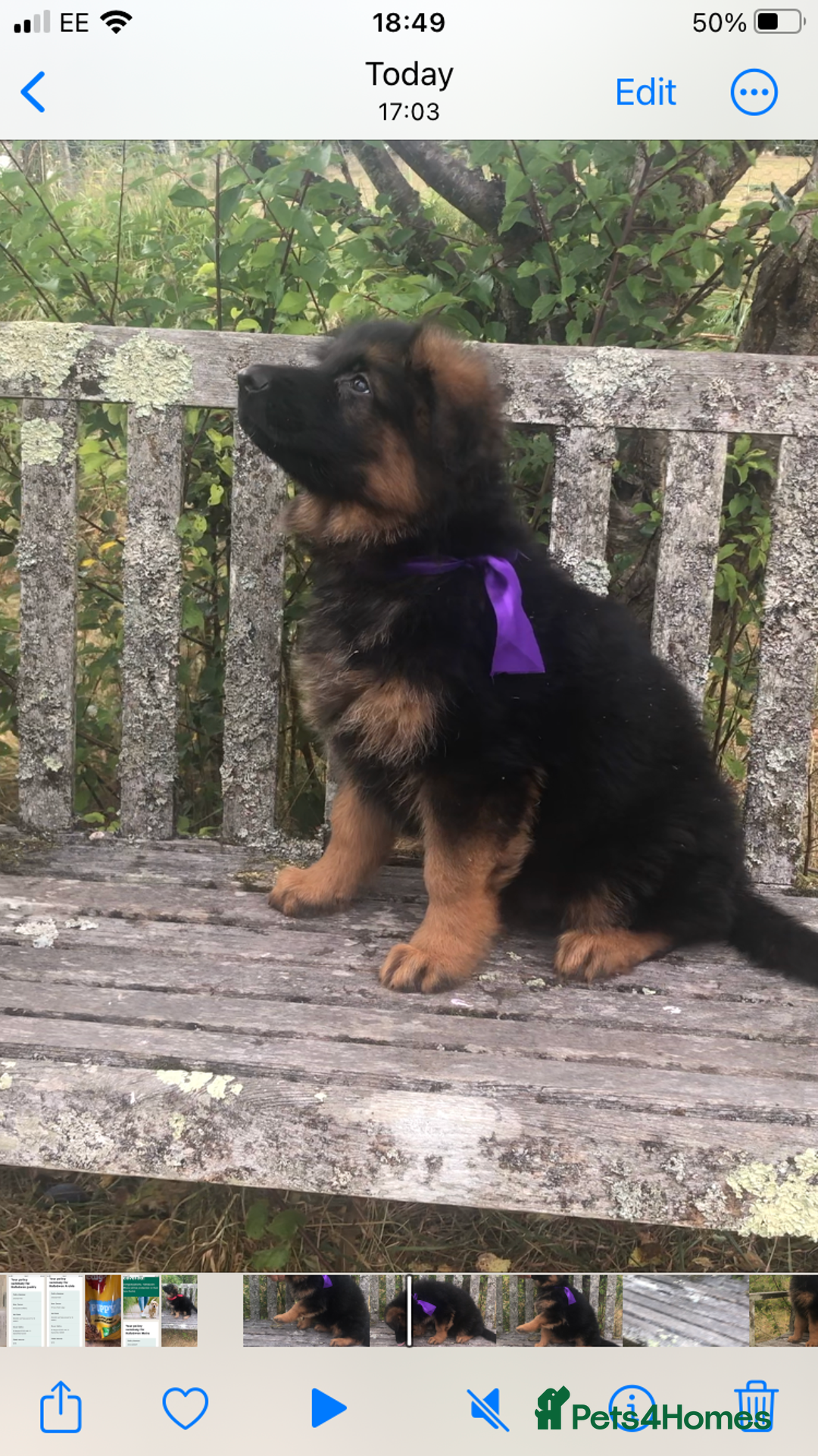 German Shepherd dogs for sale: Beautiful chunky long haired black, tan & red pups - Image 11