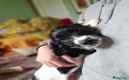 English Springer Spaniel dogs for sale: 2 male english springer pups - Image 16