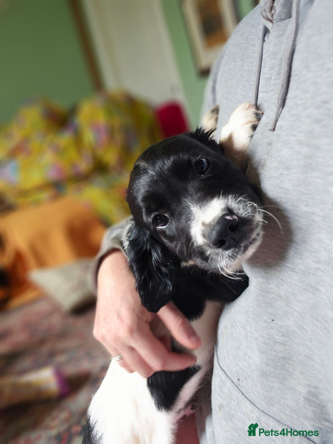 English Springer Spaniel dogs for sale: 2 male english springer pups - Image 16