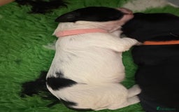 Sprocker dogs for sale: SPROCKER PUPPIES FOR SALE - Image 4