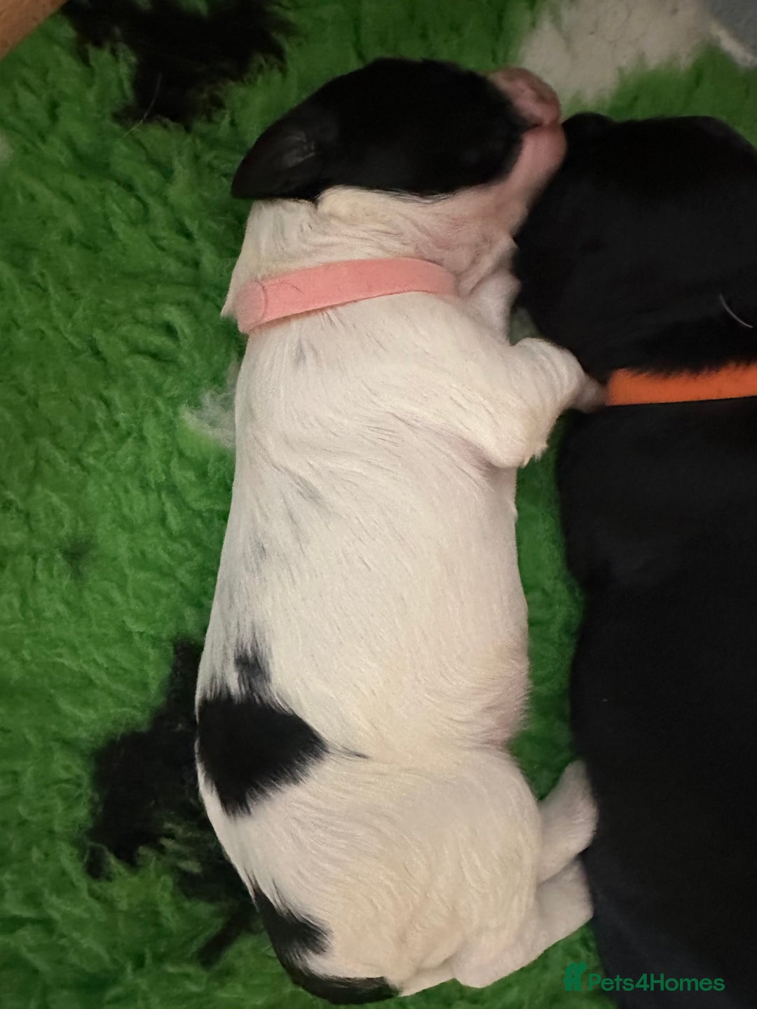 Sprocker dogs for sale: SPROCKER PUPPIES FOR SALE - Image 4