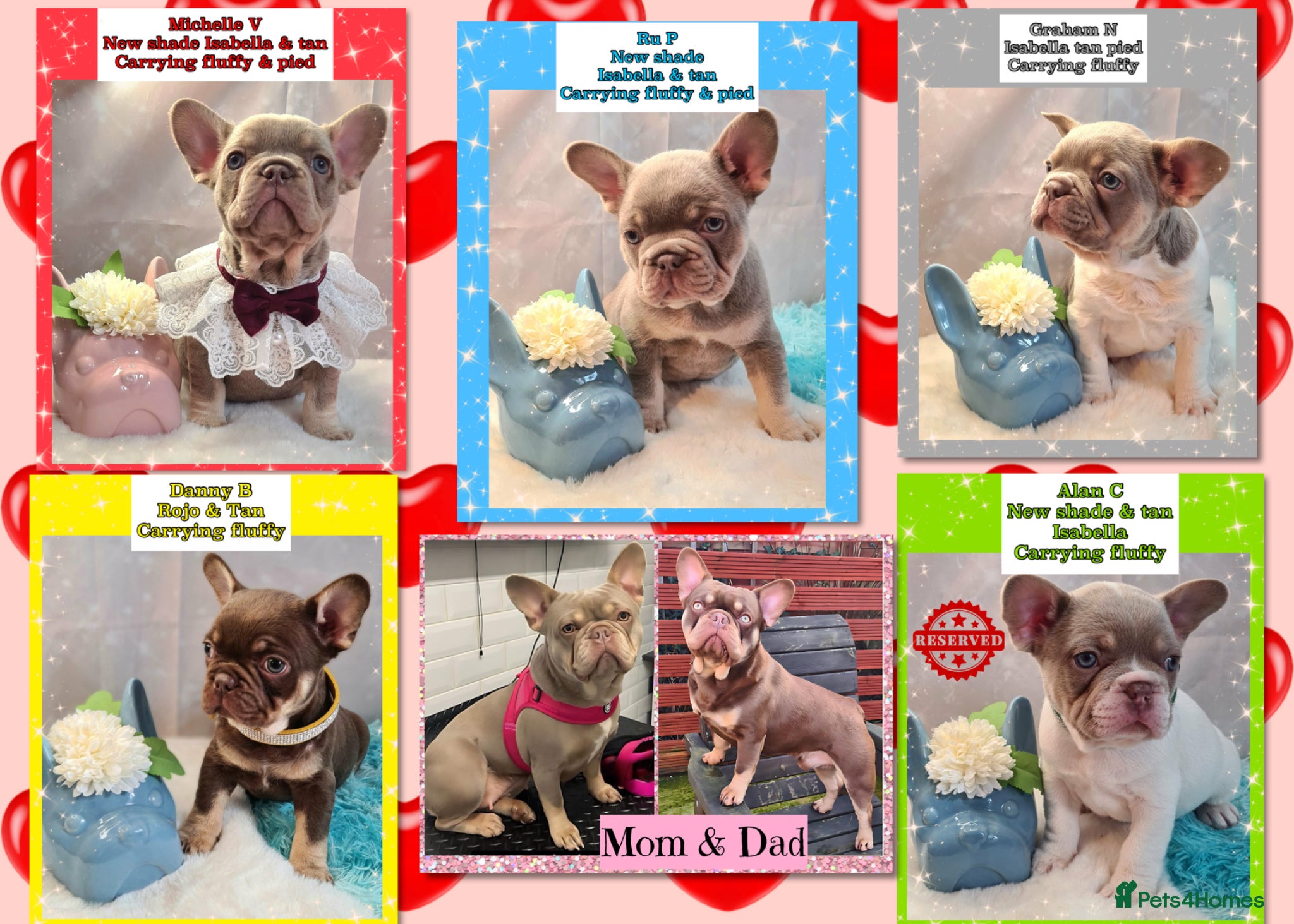 French Bulldog dogs Quality Puppies from highly health tested Parents - Advert 1