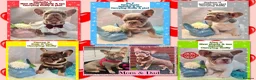 French Bulldog dogs for sale: Quality Puppies from highly health tested Parents - Advert 1
