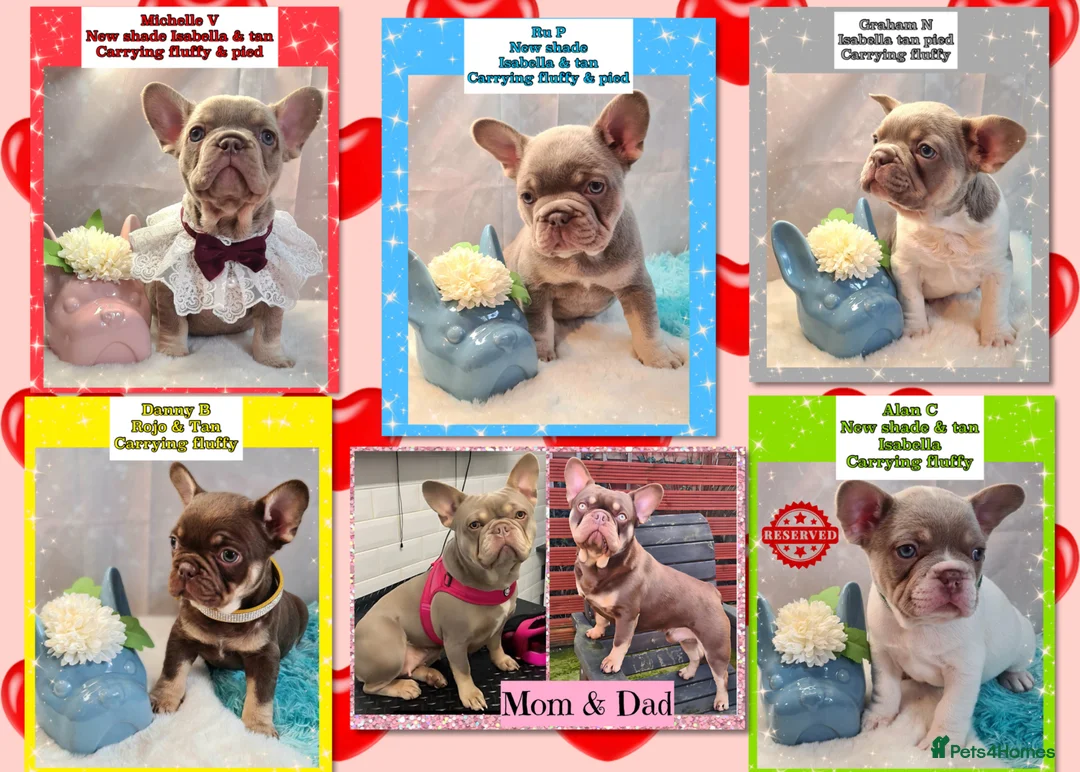French Bulldog dogs for sale: Quality Puppies from highly health tested Parents - Advert 1