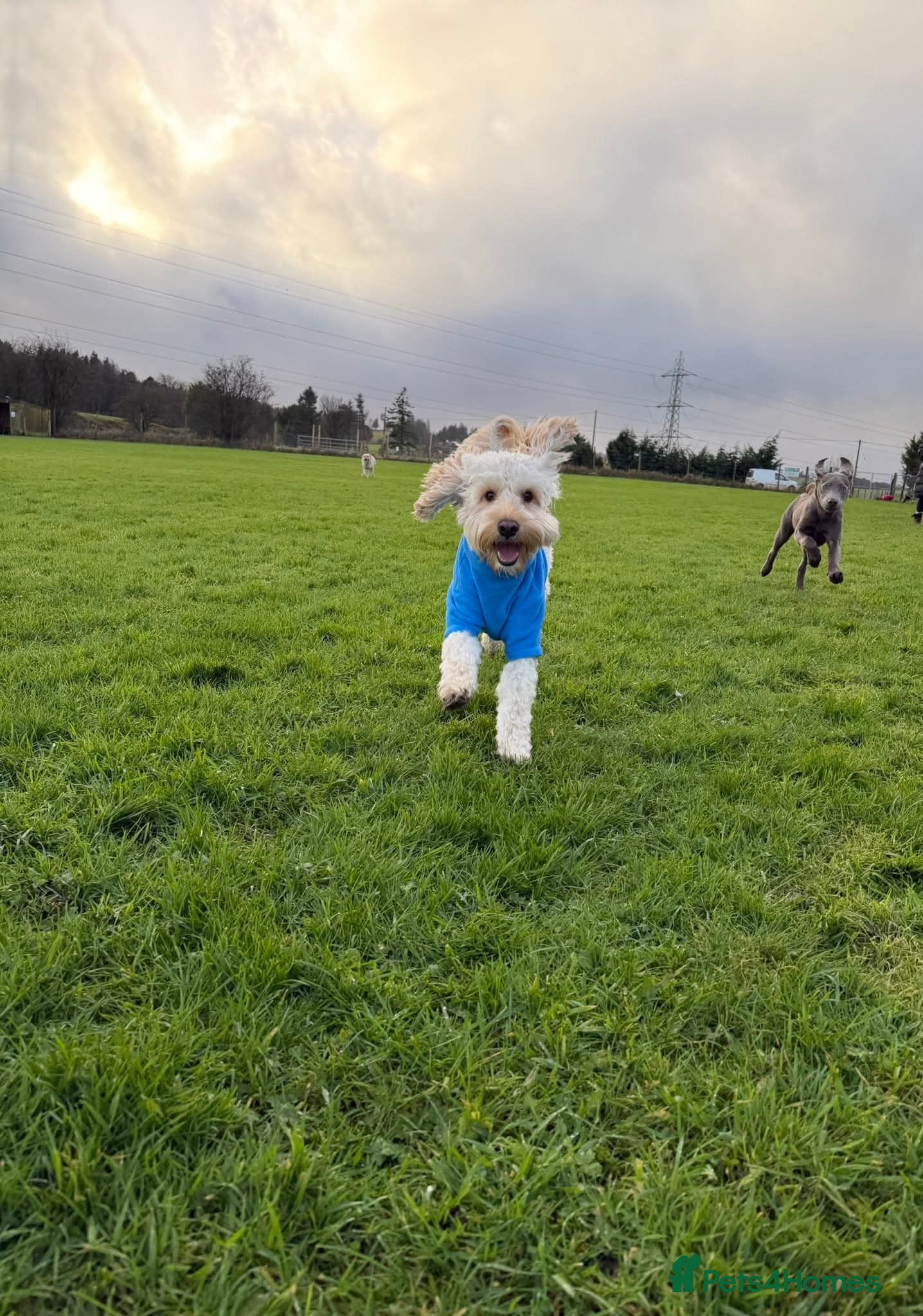 Cockapoo dogs Cockapoo for stud  - Advert 2