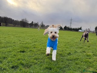 Cockapoo dogs Cockapoo for stud - Advert 2