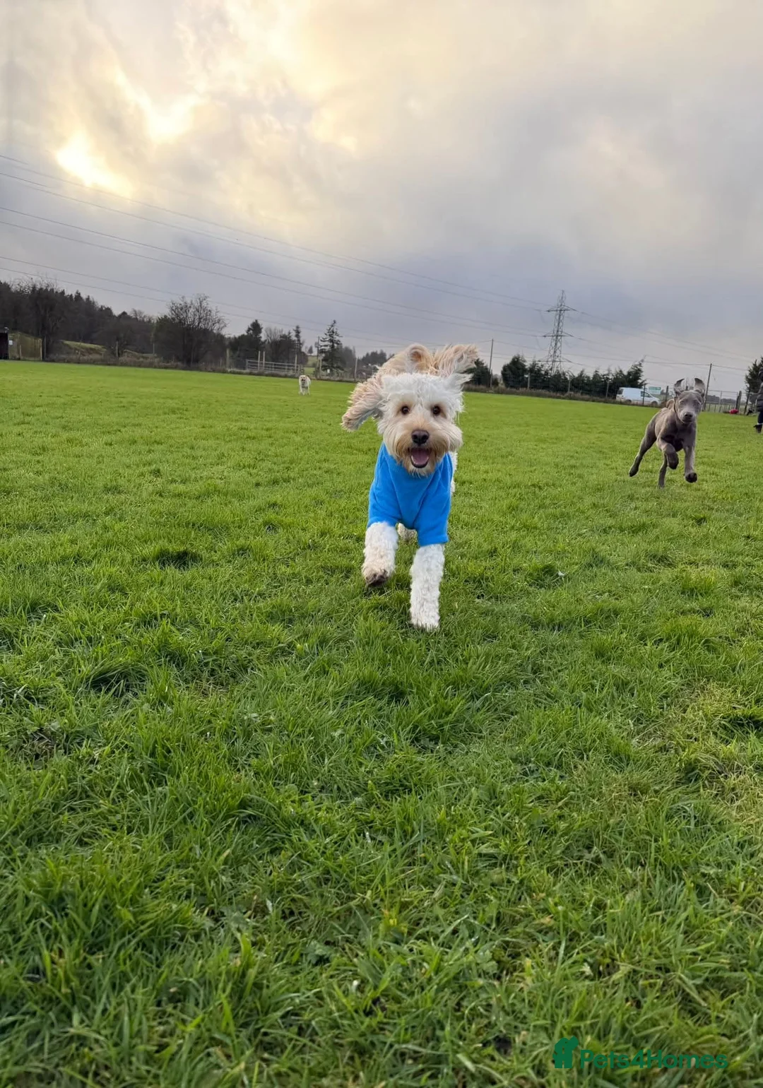 Cockapoo dogs for stud: Cockapoo for stud  - Advert 2