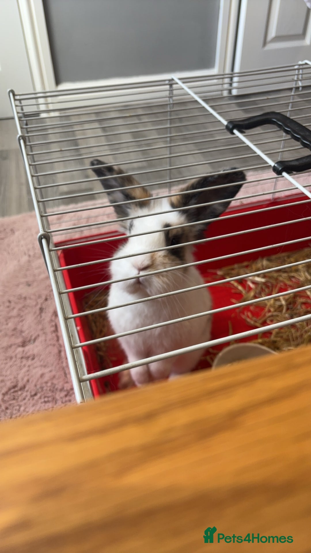 Mini Lion Lop rabbits for sale: House rabbit for sale - Elmo  - Advert 3