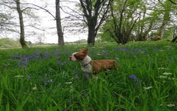 Boston Terrier dogs for sale: Champ bloodline (KC) Boston Terrier pups 💕 - Image 22