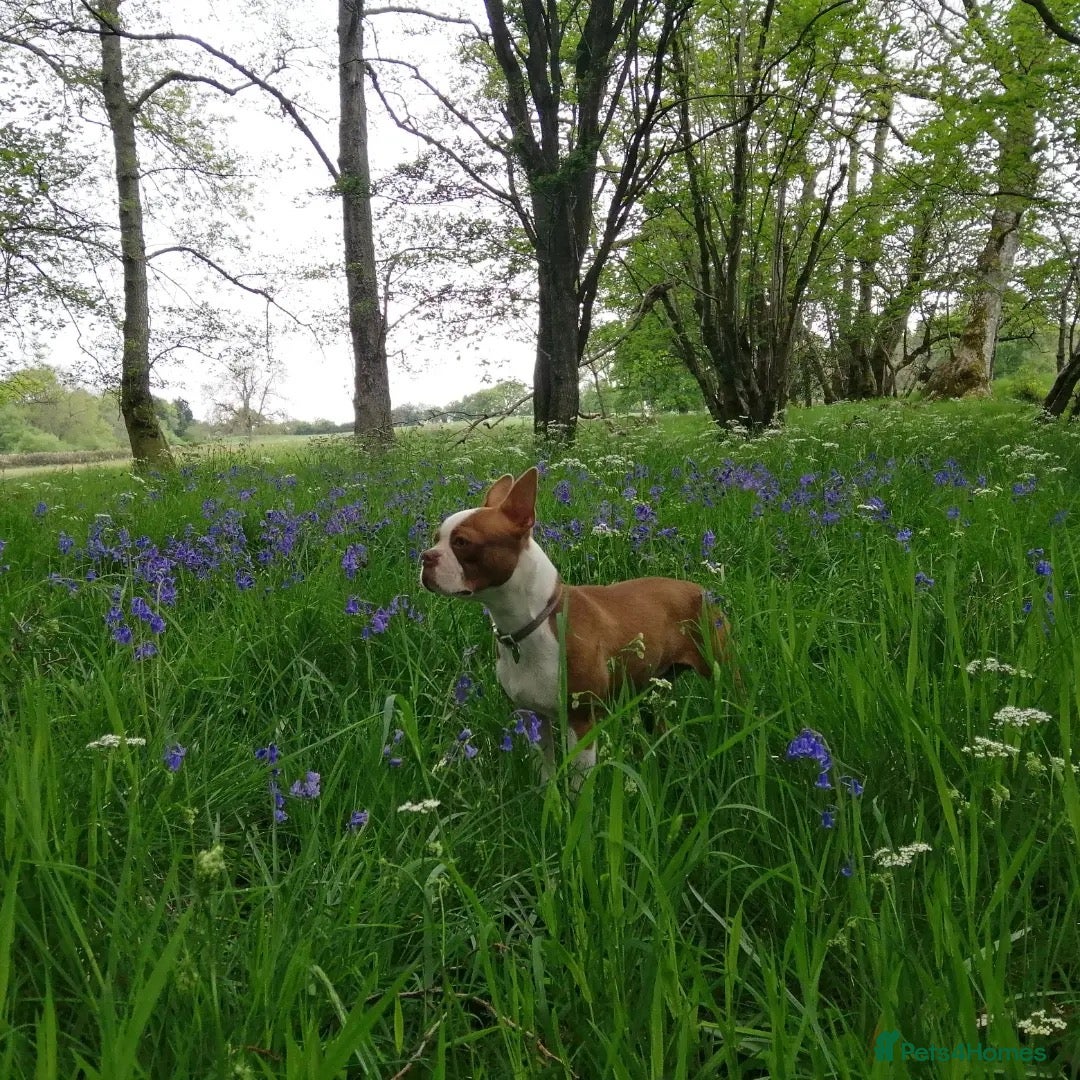 Boston Terrier dogs for sale: Champ bloodline (KC) Boston Terrier pups 💕 - Image 22